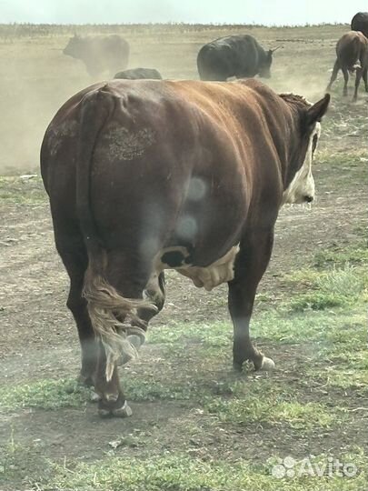 Быки герефорд на племя