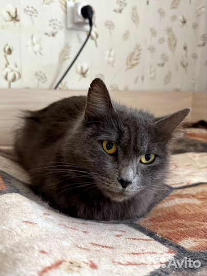 Кисуля ищет дом