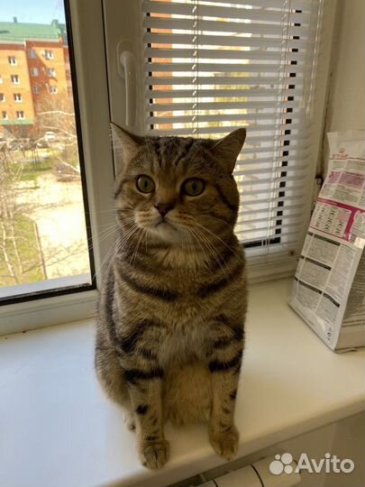 Шотландский кот