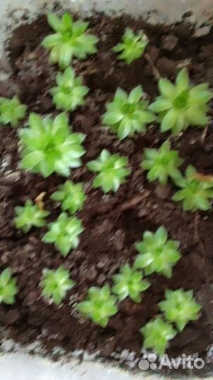 Кактусы и суккуленты