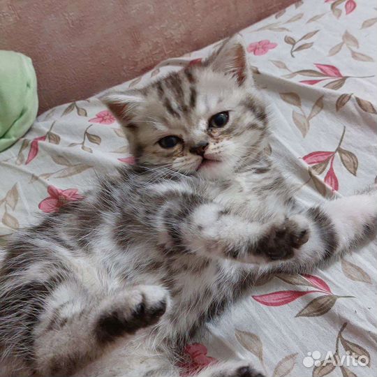Шотландская кошка