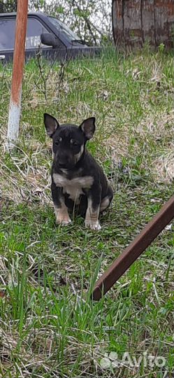 Стандартный бультерьер щенки