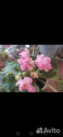 Сортовая фиалка