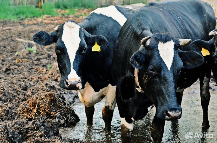 Продажа коров