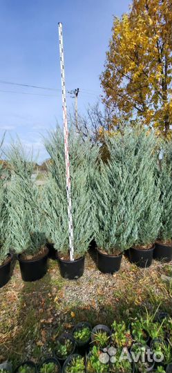 Можжевельник Мунглоу