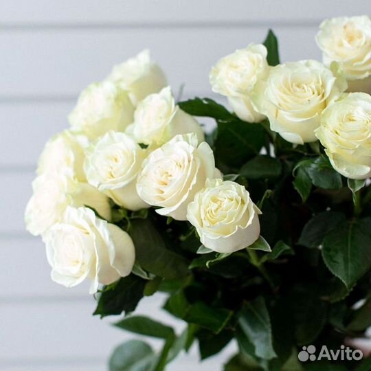 Розы гиганты 140 150 160 170 180 200