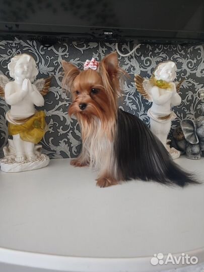 Йоркширский терьер мини