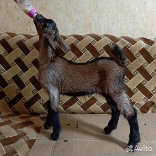 Козлики, козочки на племя