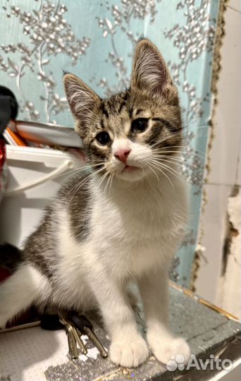 Котенок мальчик