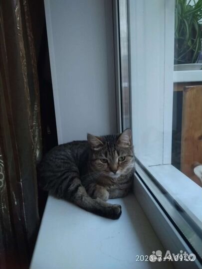 Котик 3 года