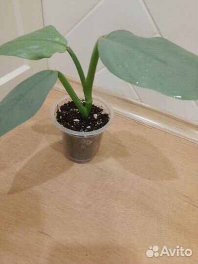 Филодендрон Сильвер металл, Сканденс бразил