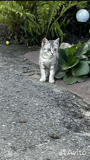 Кошки в дар