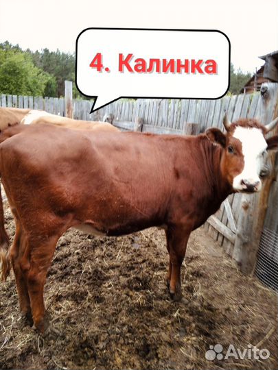 Коровы, телка и телочка в городе Канске