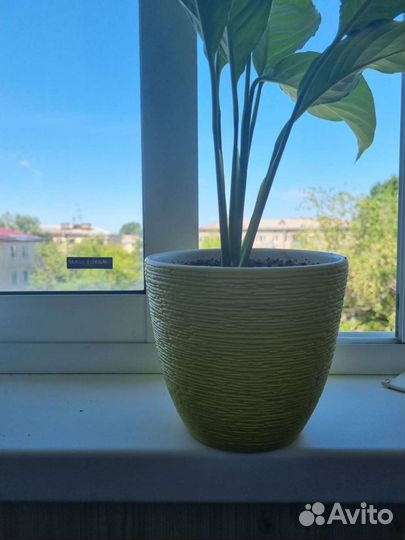 Спатифиллум