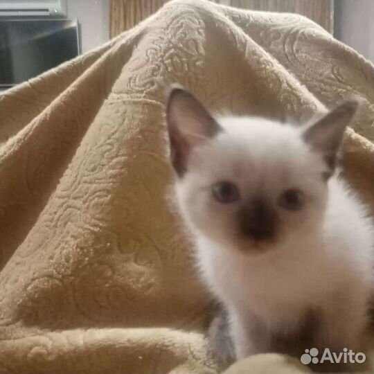 Тайские котята