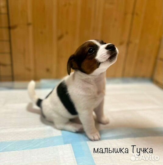 Щенки джек Рассел терьер с документами