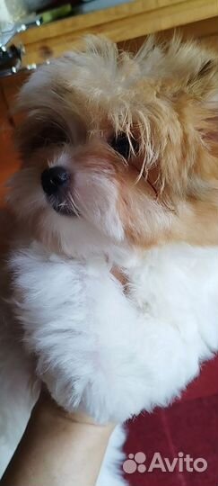 Солнечный красавчик