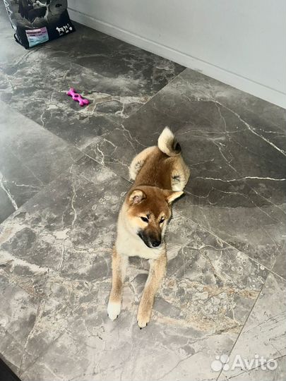 Щенки сиба ину