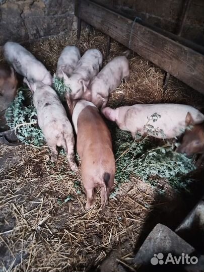 Поросята