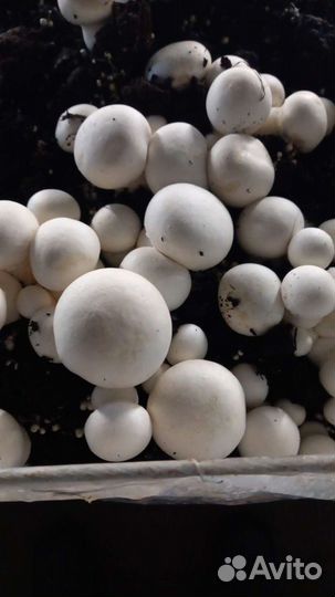 Грибоводство (шампиньоны)