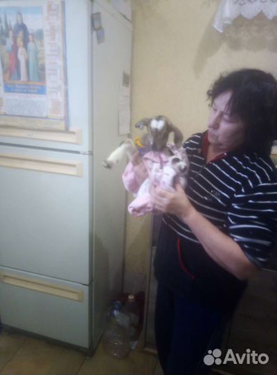 Продаю 2 козочек 4месяца