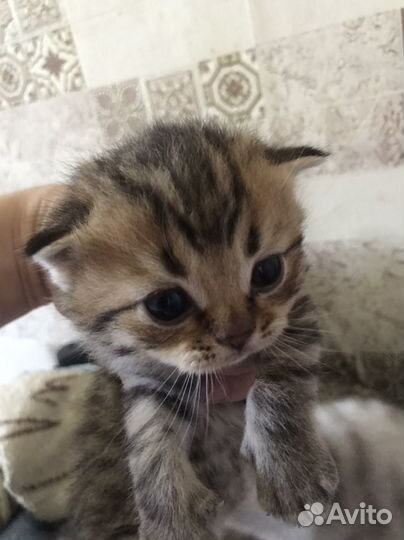 Британские котята помесь