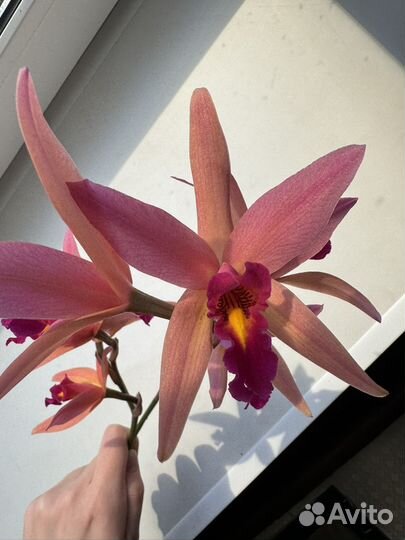 Орхидея каттлея