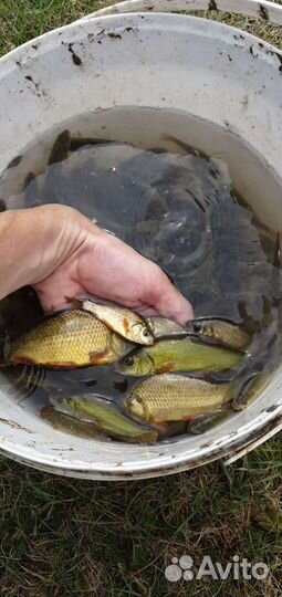 Рыба для зарыбления (Линь, Карп, Амур и т.д.)