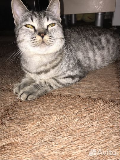 Шотландская кошка
