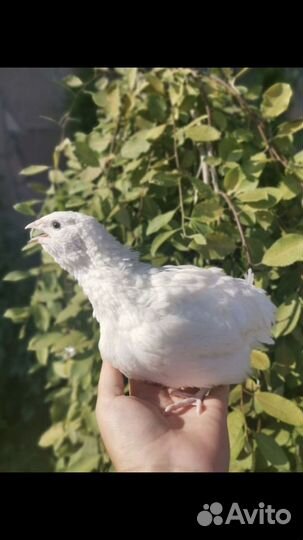 Несушки перепелов