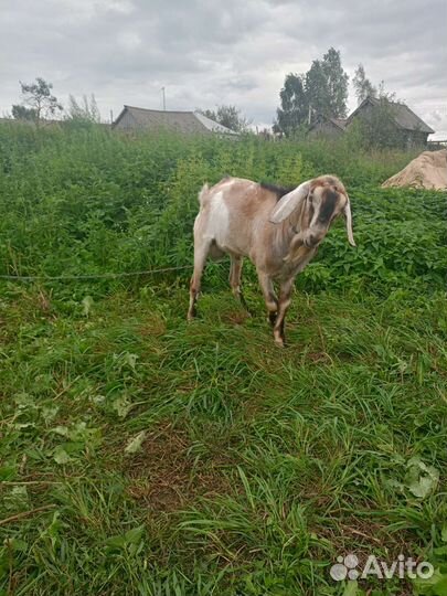 Нубийский козел вязка