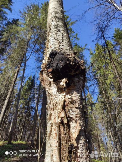 Чага березовая (мелко рубленая)