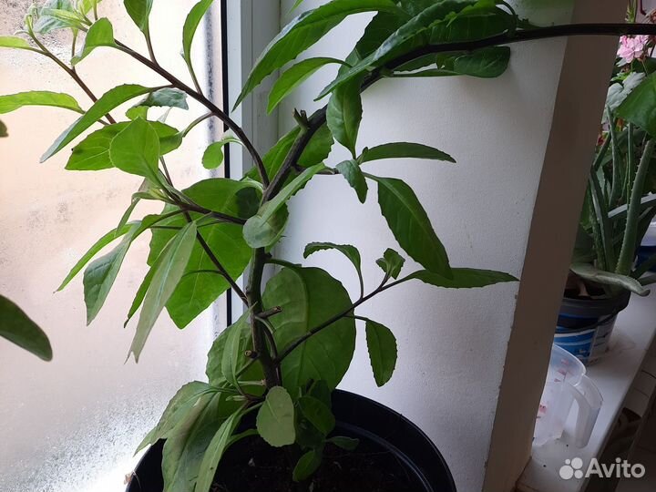 Джинура, листья бога