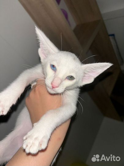 Ориентальная