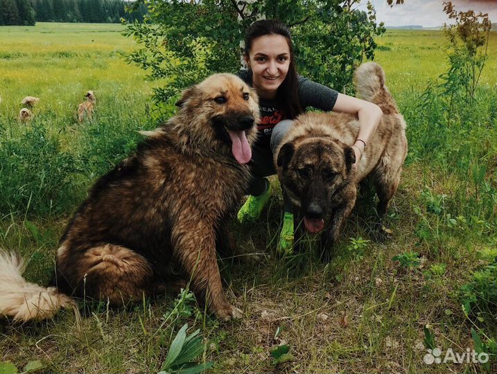 Агуша и ее друг Пуш ищут дом