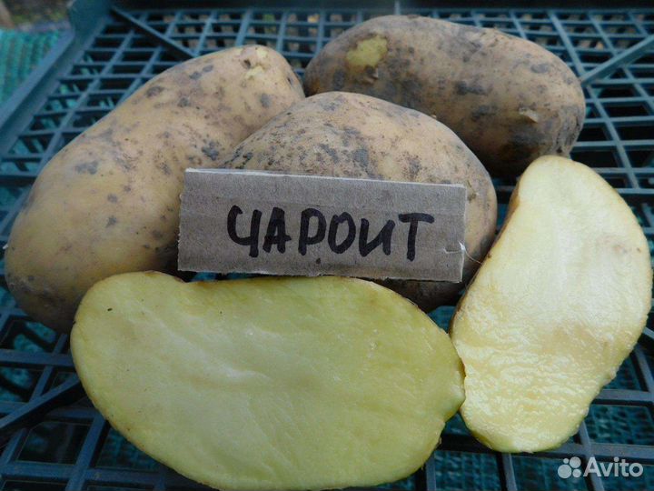 Посадочный картофель