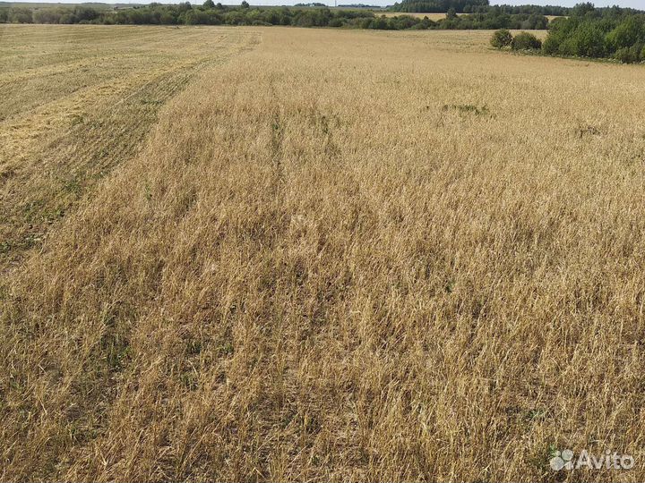 Зерно: овёс, ячмень