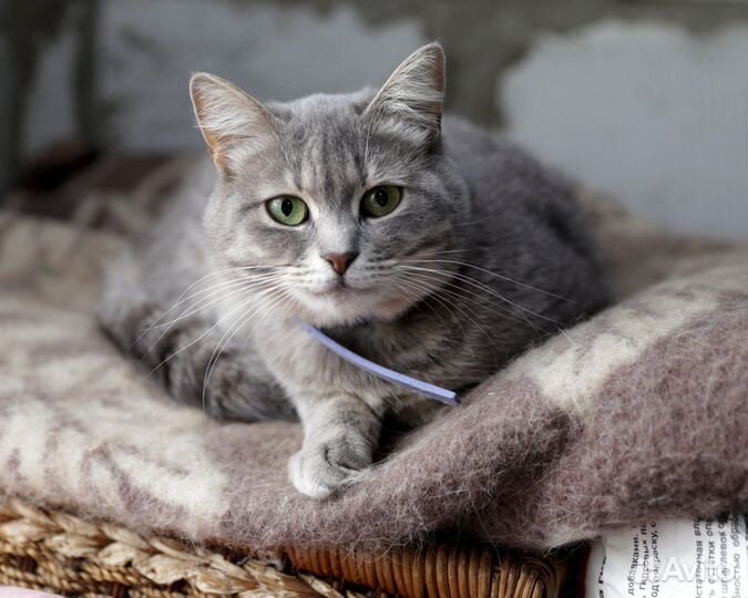 Кошка Илона в добрые ручки