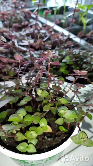 Многолетние садовые цветы