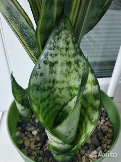 Сансевиерия Futura var