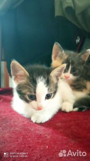 Кошки в добрые руки бесплатно