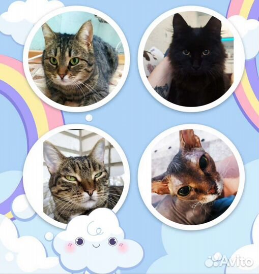 Передержка для кошек