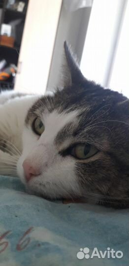 Кошка в дар