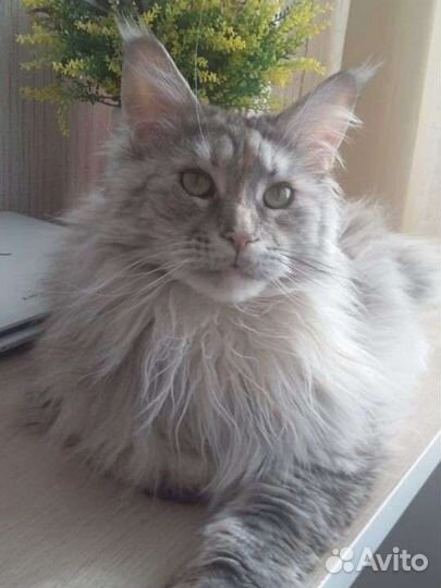 Передержка кошек