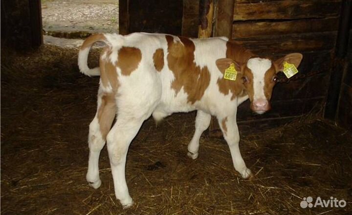 Телятки-бычки