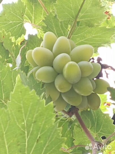 Саженцы винограда