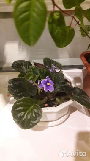 Ваза СССР, фиалка, герань