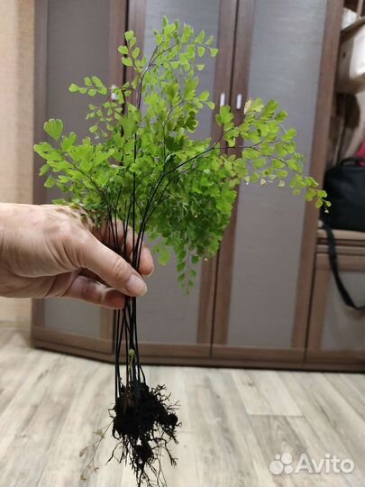 Адиантум венерин волос