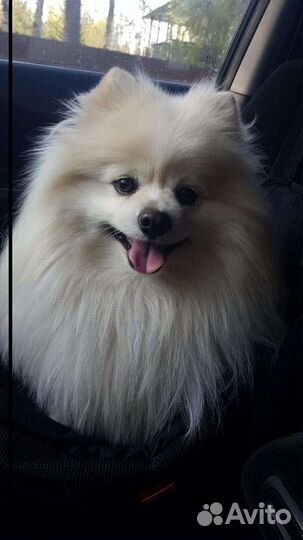 Передержка маленьких собак