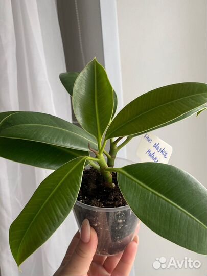 Фикусы сортовые шривериана, мелани